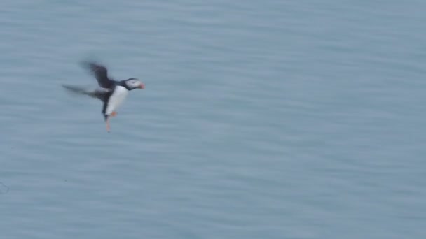 Atlantic Puffin Flying Skomer Island Cliffy Seashore Wales — Video