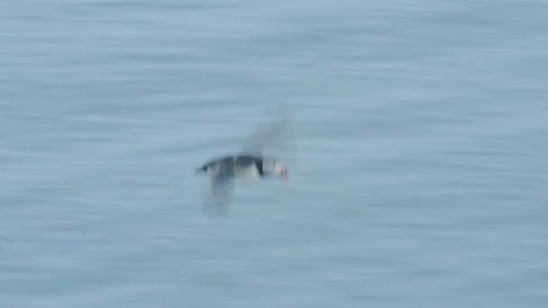 Common Puffin Flying Low High Island Skomer Aerial Shot — Stockvideo
