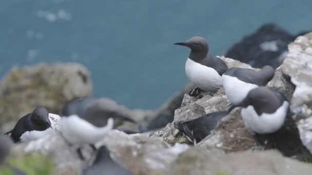 Flock Common Guillemot Resting Rocks Next Blue Water Skomer Island — Video