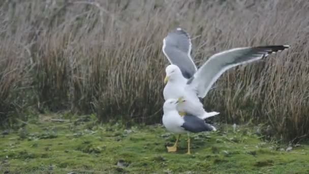 Seagulls Mating Skomer Island Grassy Shoreline Wales — Stock video