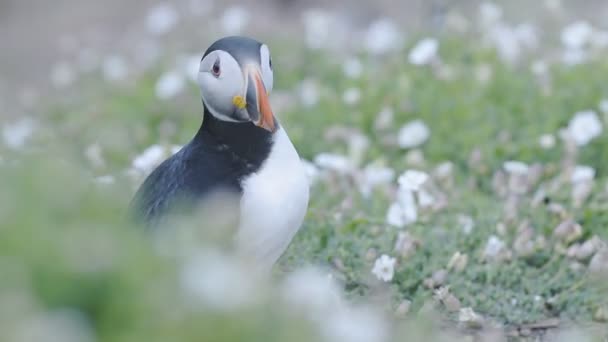 Cute Little Puffin Bird Standing Ground Surrounded Flowers Wales Skomer — Stockvideo
