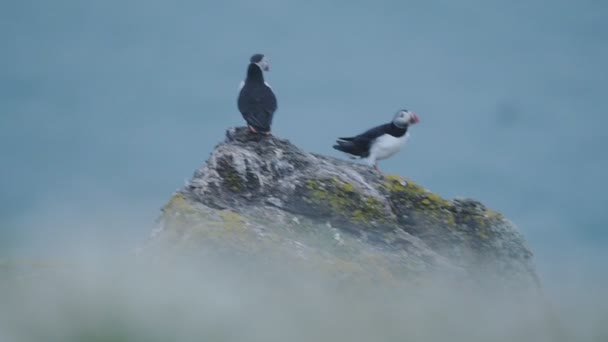 Atlantic Puffin Cliffs Skomer Island Pembrokeshire Coastline Wales Sea Background — Video