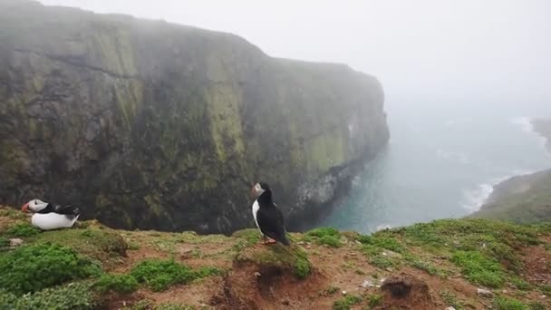 Atlantic Puffin Edge Cliffy Coastline Skomer Island Wales Sea Landscape — Stock videók