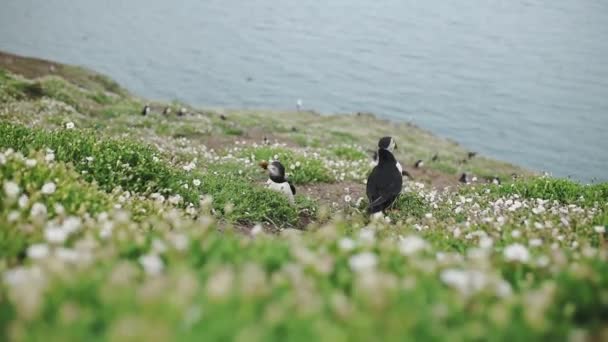 Flock Common Puffins Cliff Full Wildflowers Sea Skomer Island Wide — Stockvideo