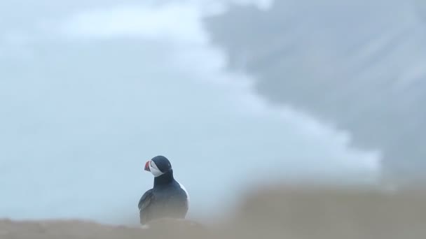 Atlantic Puffin Scratching Its Feathers Skomer Island Cliffy Coastline Wales — Stockvideo