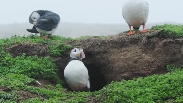 Atlantic Puffins Nests Skomer Island Wales Foggy Day — ストック動画