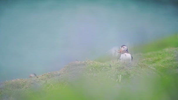 Common Puffin Food Beak Runs Away Meadow Skomer Island Wide — Wideo stockowe