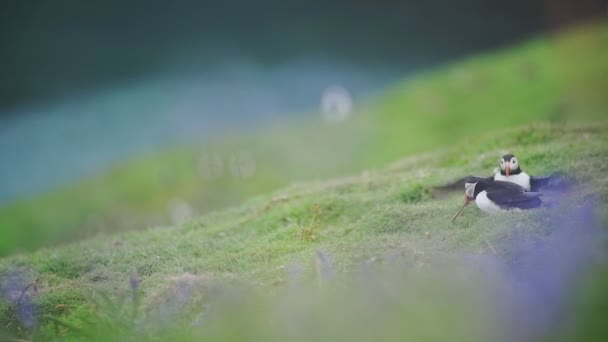 Птицы Атлантического Пуффина Поле Грэсс Острове Сэйер Уэльсе Wide Shot — стоковое видео