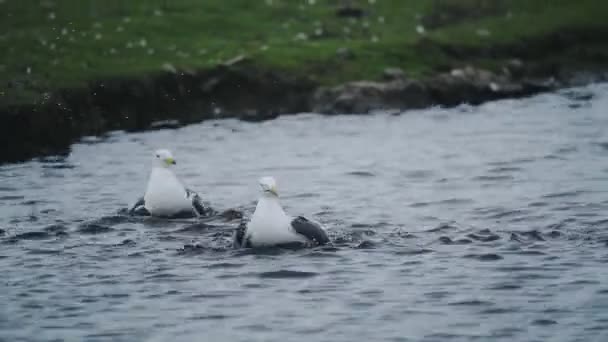 Seagulls Cleaning Feathers Sea Water Skomer Island Coastline Wales — Video