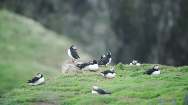 Flight Common Puffins Resting Meadows Skomer Island Day Wide Shot — Vídeos de Stock