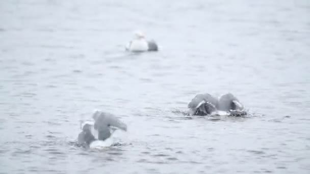 Seagulls Washing Feathers Sea Water Skomer Island Coastline Wales — Stockvideo