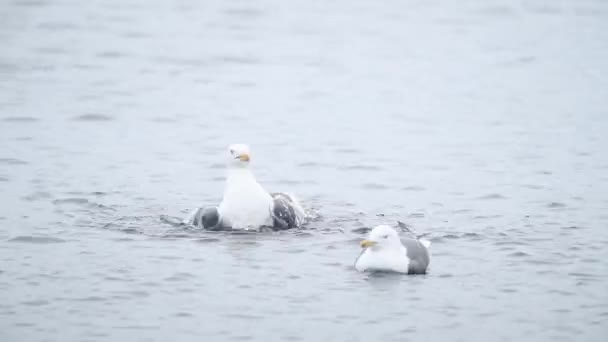 Seagulls Washing Feathers Sea Water Skomer Island Wales — Video