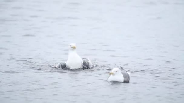 Pair Black Legged Kittiwake Playing Water Located Skomer Island Medium — Stockvideo