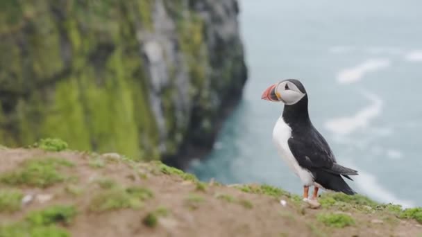 Atlantic Puffin Cliffs Skomer Island Wales Coastline Background — Video