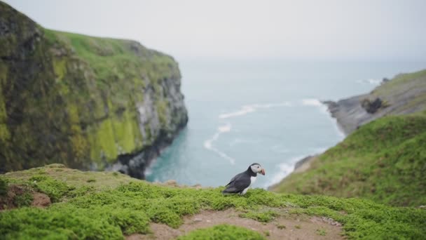 Atlantic Puffin Walking Edge Cliffy Coastline Landscape Skomer Island Wales — Vídeos de Stock