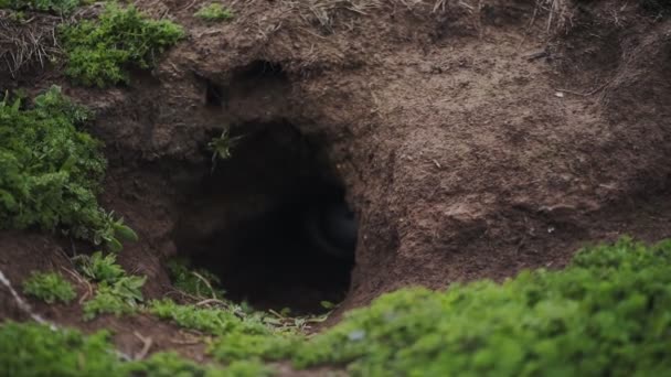 Common Puffin Comes Out His Burrow Skomer Island Medium Shot — Video