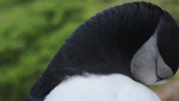 Close Atlantic Puffin Head Looking Skomer Island Coastline Wales — Video