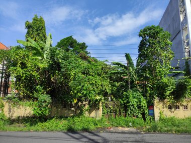 Terk edilmiş ve aşırı gelişmiş bir ev, yabani otlarla dolu bir veranda.