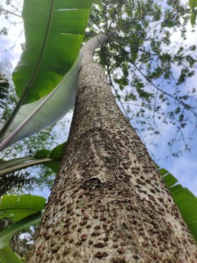 Ormanda büyük ağaç gövdesi.
