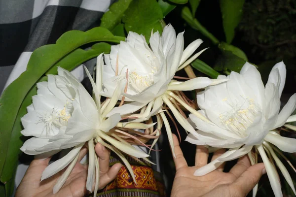 Queen Night Plant Epiphyllum Oxypetalum Esta Flor Solo Florece Una — Foto de Stock