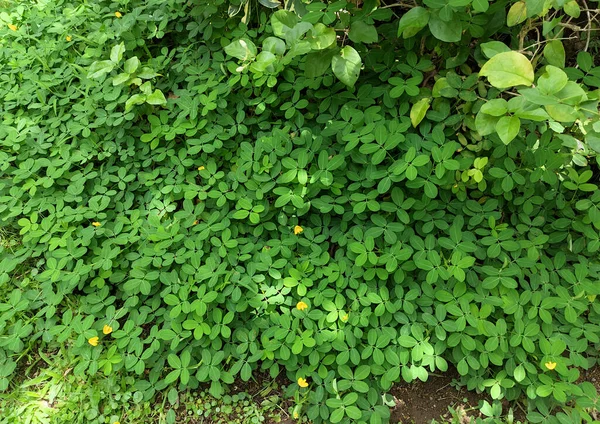 Medicago Arabica Dans Parc Verdoyant — Photo