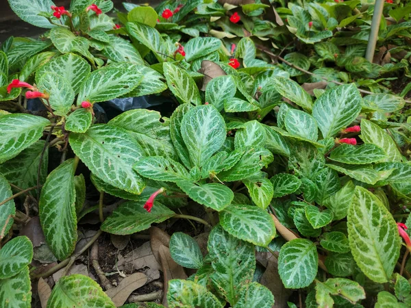 Episcia Género Plantas Con Flores Perteneciente Familia Gesneriaceae — Foto de Stock