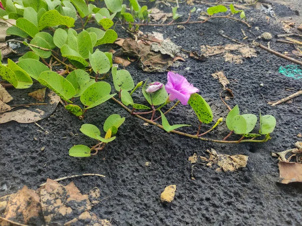 Ipomoea pes-caprae, genellikle kıyı boyunca bulunan bir bitki türü. Antap Sahili 'nde.