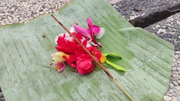 Flori Tămâie Loc Canang Pentru Cultul Hindus Din Bali Oferte — Videoclip de stoc