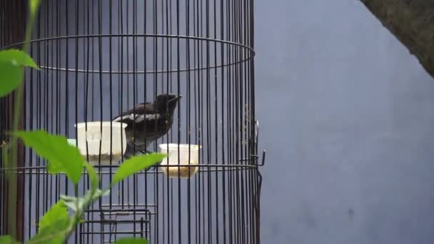 两只小鸟在一个褐色的鸟笼里鸣叫 — 图库视频影像