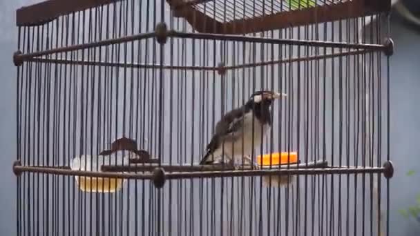 Burung Jalak Berkicau Dalam Sangkar Hitam — Stok Video