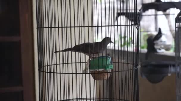 鸟儿在黑色的鸟笼里跳舞 — 图库视频影像
