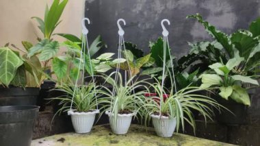 asma bitkisi asılmaya hazır