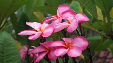 Japon Çiçeği (Japonya) olarak bilinen kırmızı çiçek rüzgarda eser..