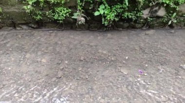 Kanalizasyon suyu yerleşim bölgelerinde akıyor, küçük balıklar birlikte yüzüyor.