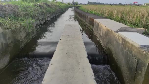 Natural Rice Field Irrigation Water Flow — Stockvideo