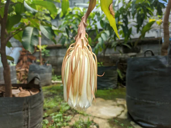 Bourgeons Floraux Plante Epiphyllum Anguliger Communément Appelé Wijaya Kusuma Indonésie — Photo