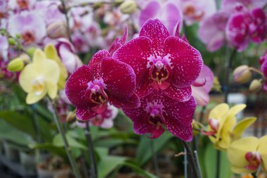 Purple Orchid flower in tropical garden. Phalaenopsis orchid or Moth orchid. Floral background.