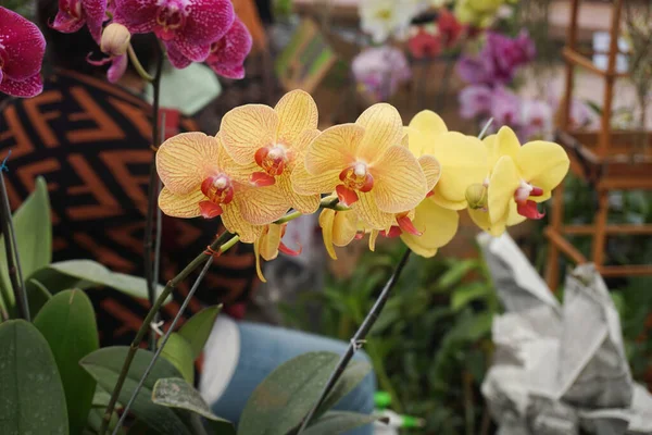 Yellow Orchid flower in tropical garden. Phalaenopsis orchid or Moth orchid. Floral background.