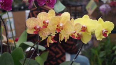 Yellow Orchid flower in tropical garden. Phalaenopsis orchid or Moth orchid. Floral background.