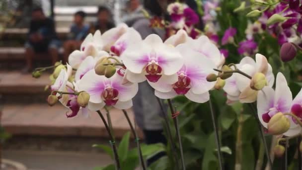 White Moon Orchid Flower Tropical Garden Phalaenopsis Orchid Moth Orchid — Wideo stockowe