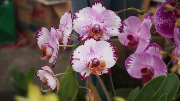 Фіолетова Квітка Орхідеї Тропічному Саду Орхідея Фаленопсису Або Орхідея Мот — стокове відео