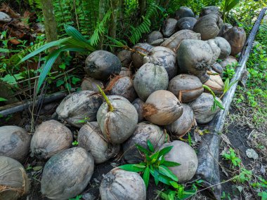 Genellikle Endonezya 'da meze olarak kullanılan eski hindistan cevizi koleksiyonu.