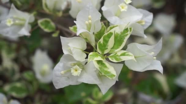Çiçekli Begonviller Beyaz Begonvil Çiçekleri — Stok video