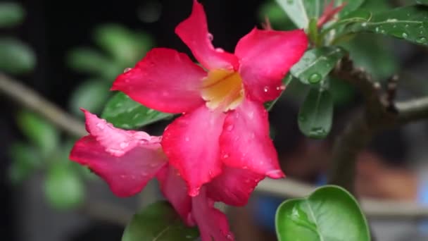 Красива Червона Квітка Адену Арабікум Адену Нуріум Адену Багатоквітковий Лілія — стокове відео