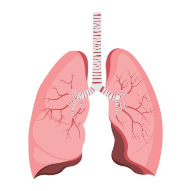 Akciğerler, solunum sistemi, iç organlar. İnsan vücudunun anatomisi ve fizyolojisi. Biyoloji eğitimi kavramı. Vektör İllüstrasyonu