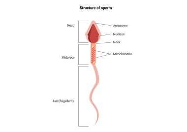 Ana kısımları etiketli bir sperm zoonu yapısı. İnsan Sperm hücresi anatomisi. Bilim ve Biyoloji eğitim kavramı.