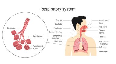 Solunum sistemi. İnsan vücudunun anatomisi ve fizyolojisi. Biyoloji eğitimi kavramı. Vektör İllüstrasyonu
