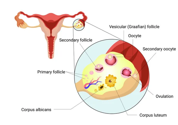 Kobiecy Układ Rozrodczy Anatomia Jajników Pęcherzyków Jajnikowych Głównymi Częściami Oznakowanymi — Wektor stockowy