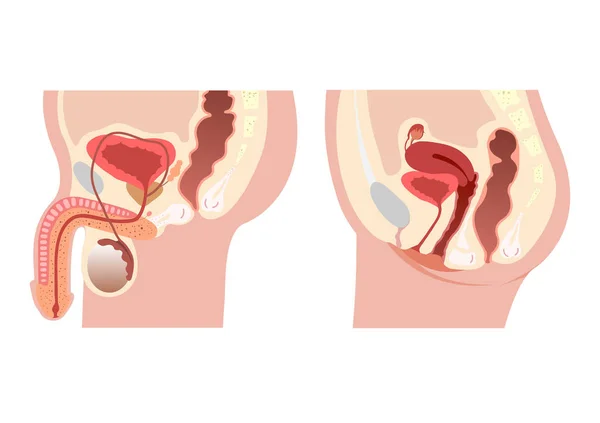 Erkek ve kadın üreme sistemi medyan bölümü. İnsan vücudunun anatomisi. Biyoloji eğitimi kavramı. Vektör İllüstrasyonu