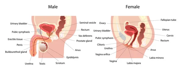 Erkek ve kadın üreme sistemi orta bölümünün ana kısımları etiketli. İnsan vücudunun anatomisi. Biyoloji eğitimi kavramı. Yan görüntüler. Vektör İllüstrasyonu
